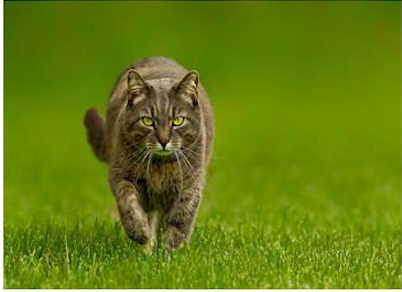 Cerca invisível contra toupeiras, porcos do brejo, ratos, gatos e ungulados - Revira