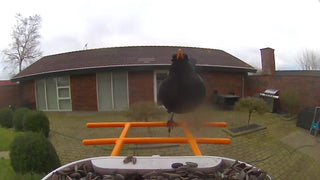 Хранилка за птици с камера и AI разпознаване на птици за градината